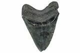 Fossil Megalodon Tooth - South Carolina #362447-2